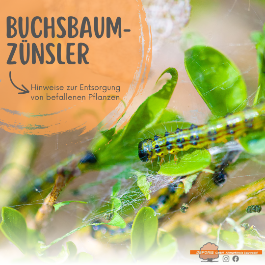 Er ist wieder da - der Buchsbaumzünsler