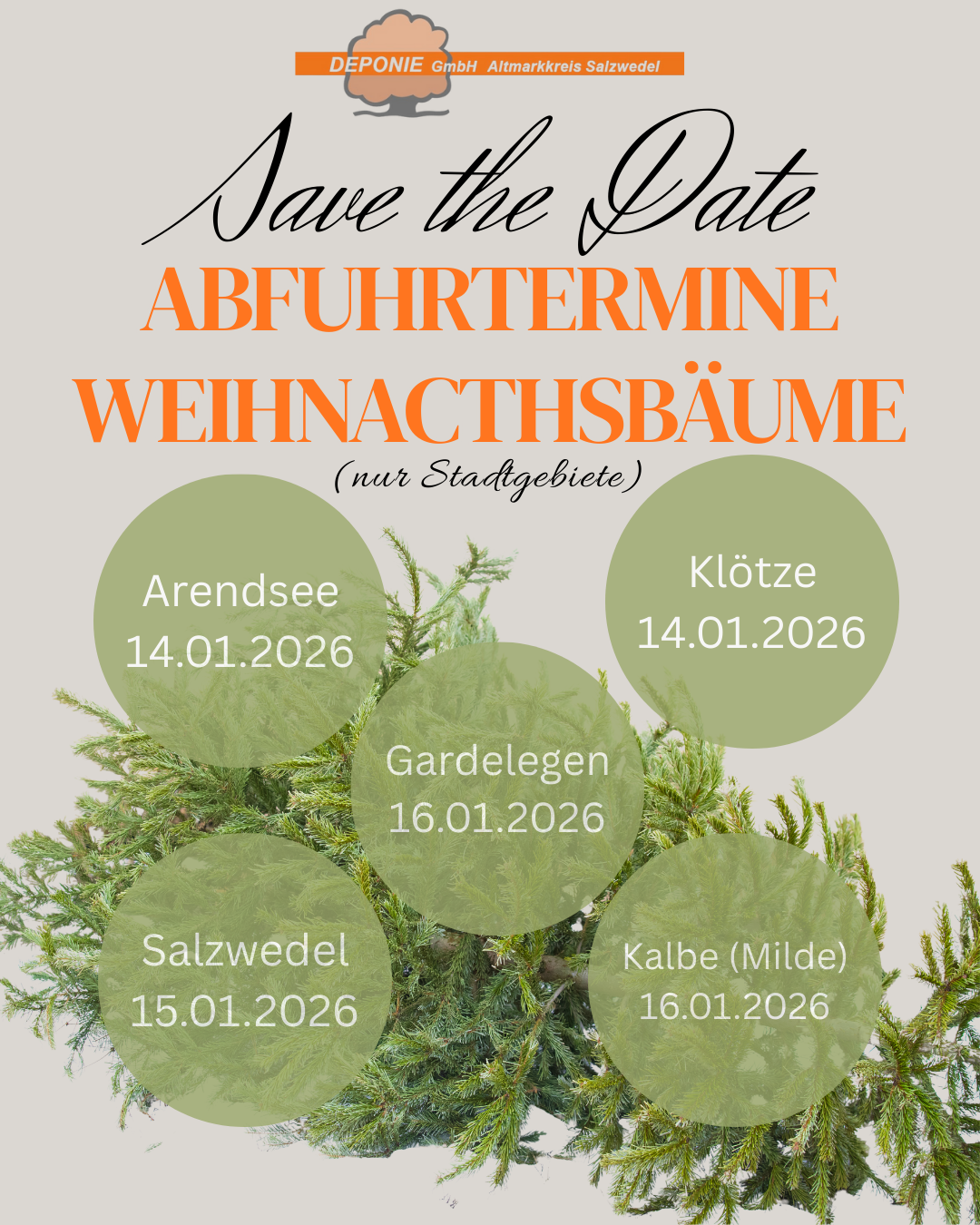 Ab Mittwoch startet die Abholung der Weihnachtsbäume in den Stadtgebieten